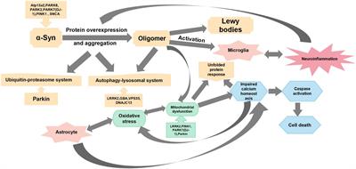 Insights Into the Role of Platelet-Derived Growth Factors: Implications for Parkinson’s Disease Pathogenesis and Treatment